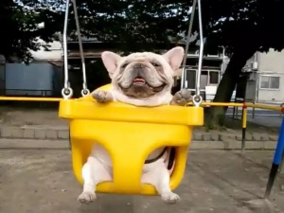 French Bulldogs Take a Spin on a Swingset [VIDEO]