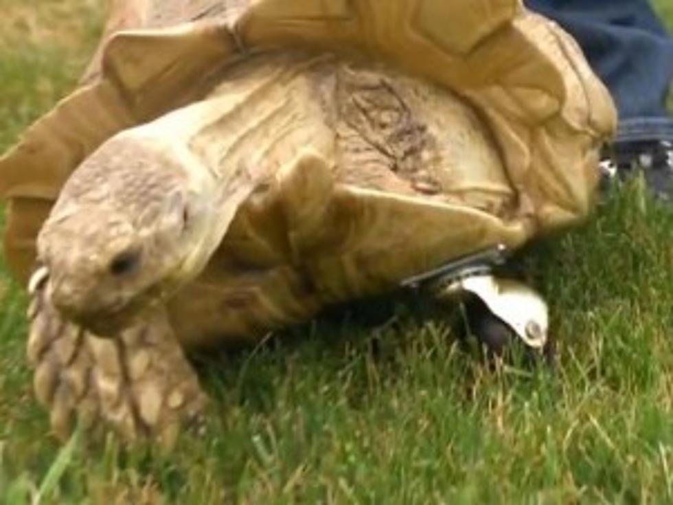Aww! Tortoise Has Amputated Leg Replaced With Swivel Wheel [VIDEO]