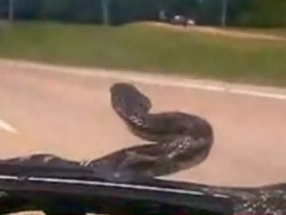 Yikes! Snake Slithers Onto SUV Windshield While Family Drives Down Highway [VIDEO]