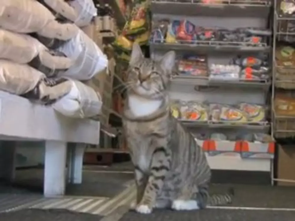 Bodega Cats Get the Nature Documentary Treatment in Clever Spoof [VIDEO]