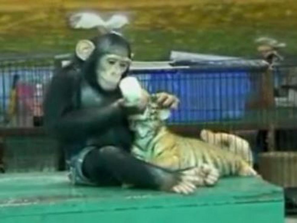 Chimp Bottle-Feeds Milk to Baby Tiger (and It’s As Cute as It Sounds) [VIDEO]