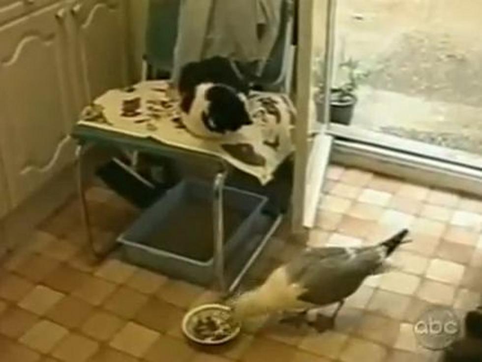 Cat Too Cool To Defend Feed Bowl From Thieving Seagull
