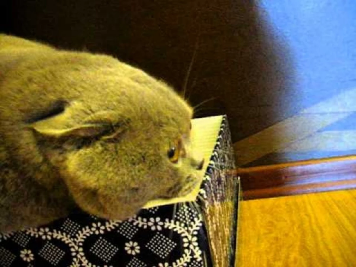 Кот Федя играет с лягушкой