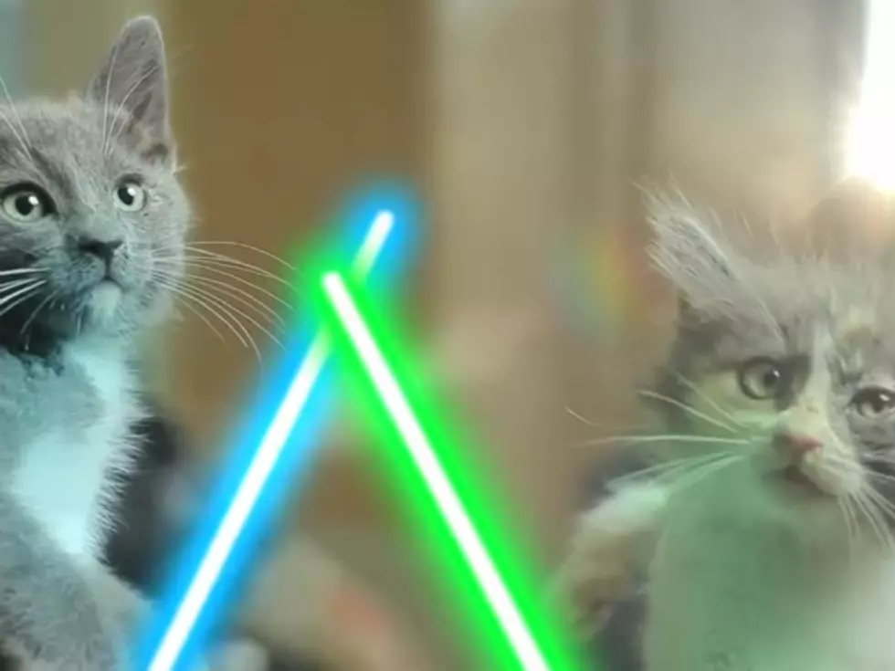 Jedi Kittens Duel With Light Sabers [VIDEO]