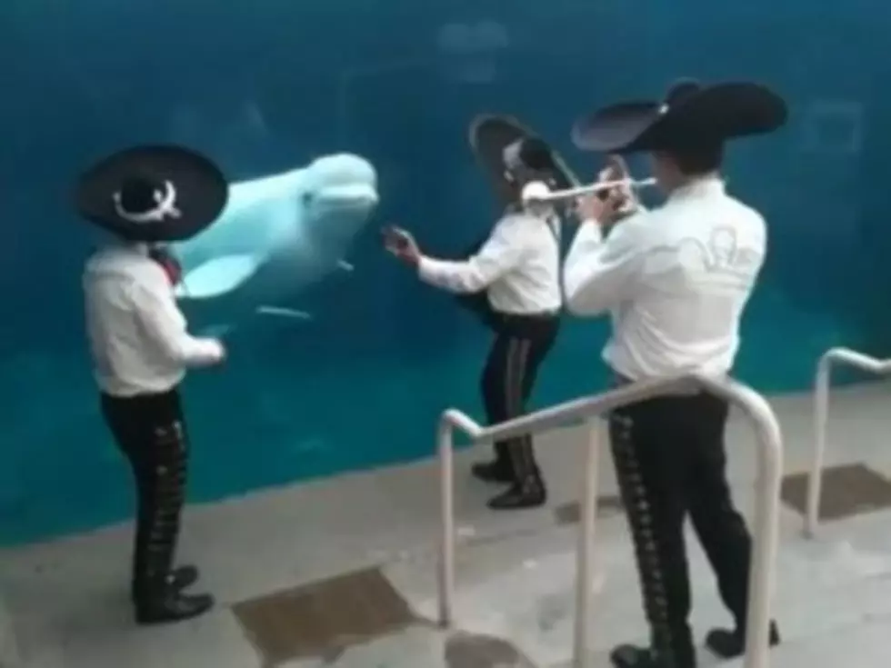 Aww! Beluga Whale Loves Mariachi Music [VIDEO]