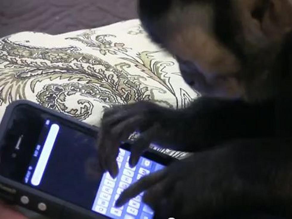 Monkey Tries To Send Text Message on iPhone – Cutest SMS Ever? [VIDEO]