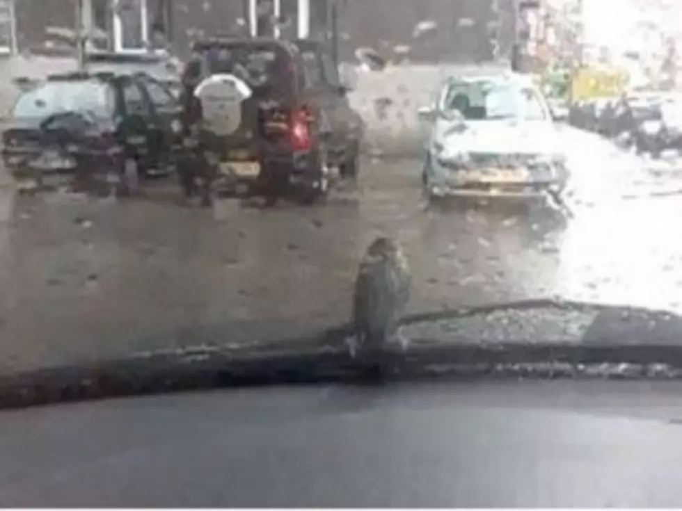 World&#8217;s Most Stubborn Bird Won&#8217;t Leave Perch on Windshield Wiper [VIDEO]