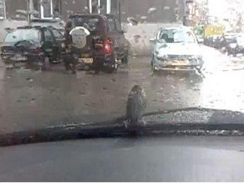 World’s Most Stubborn Bird Won’t Leave Perch on Windshield Wiper [VIDEO]