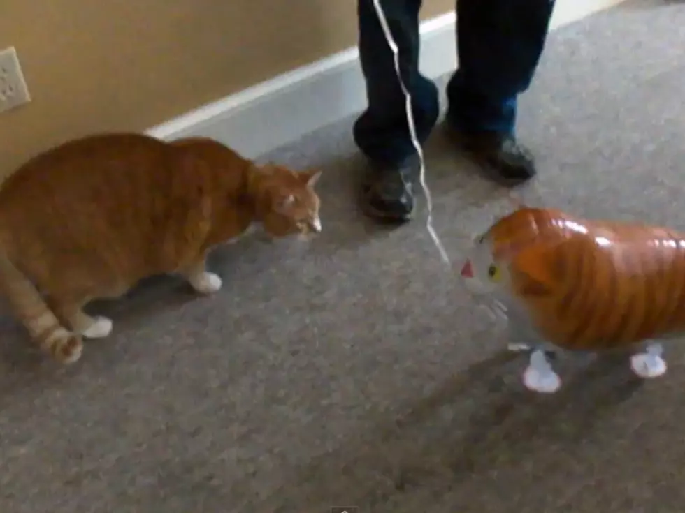 It’s Real Cat vs. Cat Balloon in Hilariously Unfair Matchup [VIDEO]