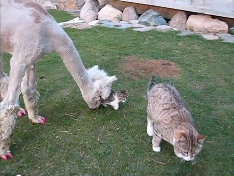 Manicured Alpaca Meets a Kitten [VIDEO]