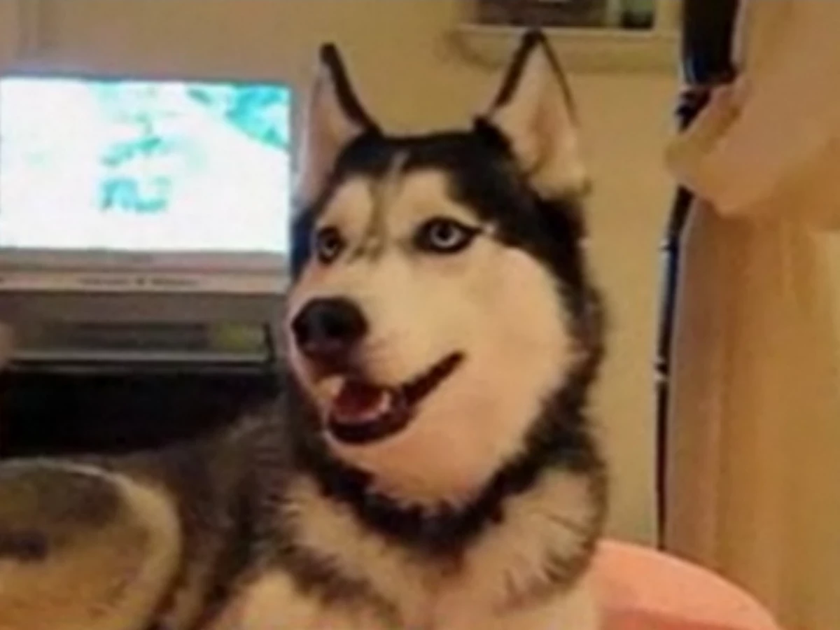 Mishka the Talking Siberian Husky Profiled on 'Today' VIDEO