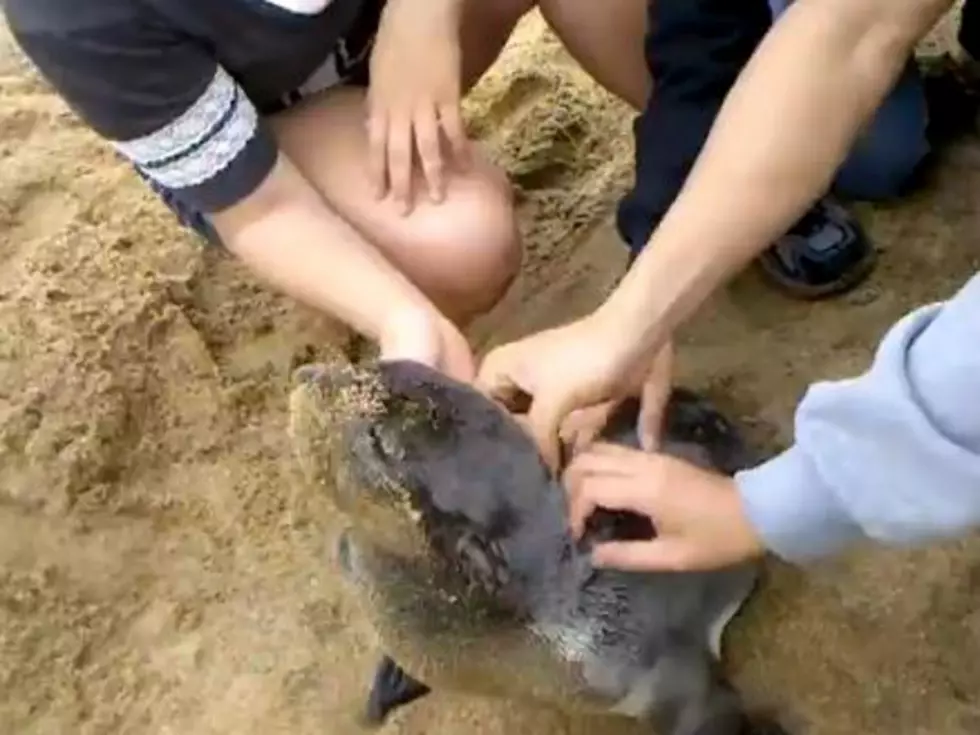 Adorable Baby Sea Lion Loves Getting His Back Scratched