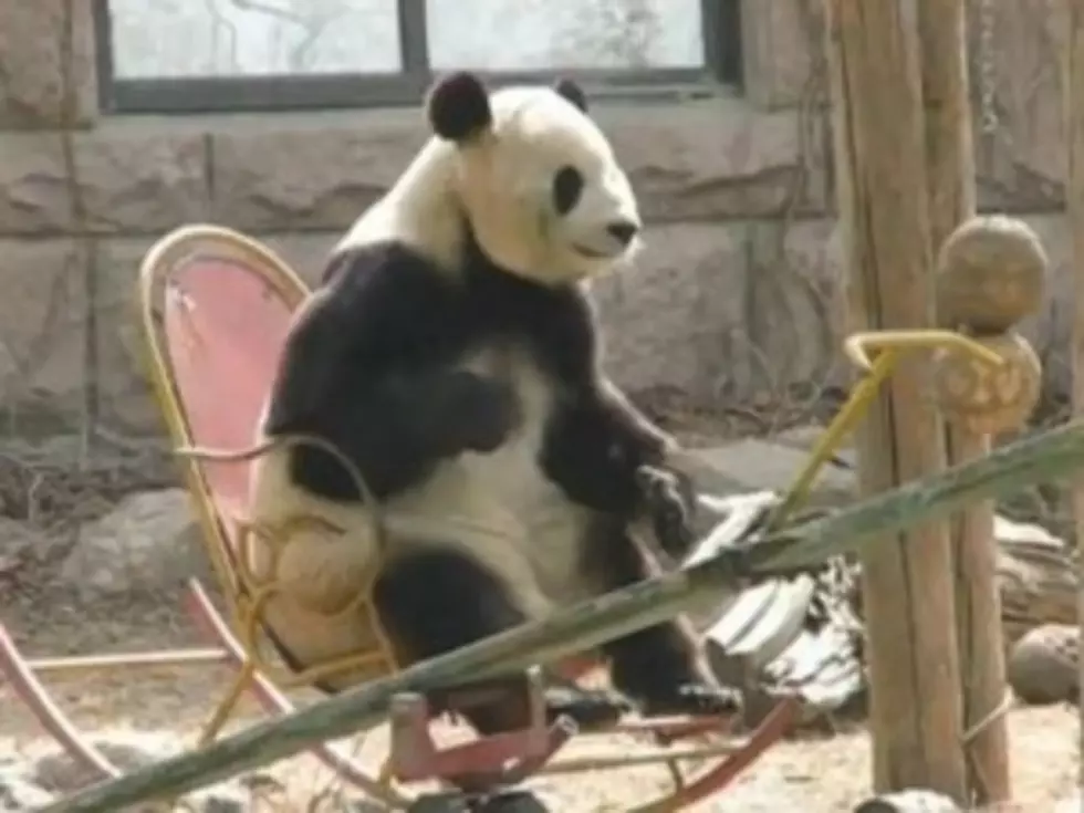 Panda Chills Out in Rocking Chair [VIDEO]