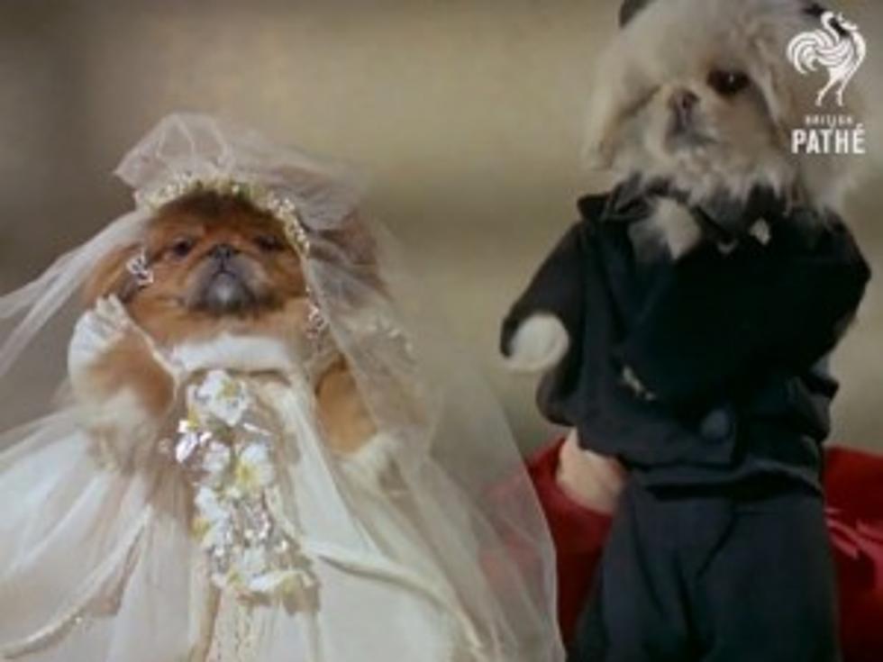 Cute Pekingese Dogs Get Married in Tux and Gown [VIDEO]