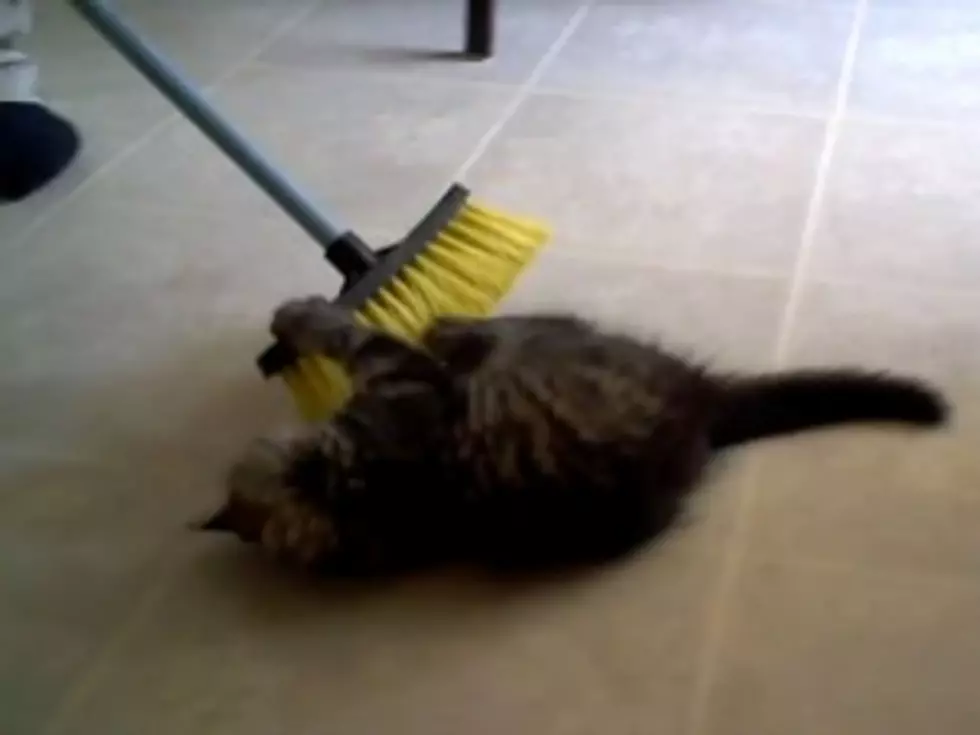 This Just in &#8211; Cats Love Brooms [VIDEOS]