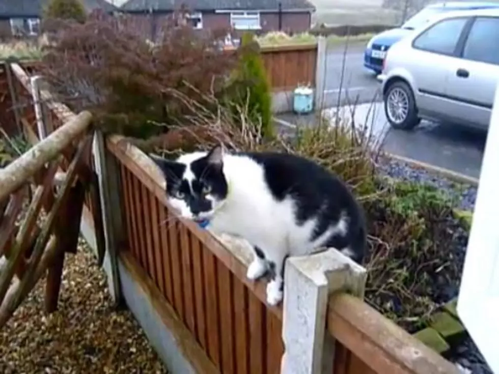 Cat Says ‘I Love You’ to the Kitty-Next-Door [VIDEO]