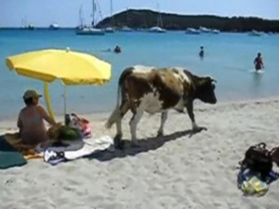 Cow Hits the Beach For Sun and Fun [VIDEO]
