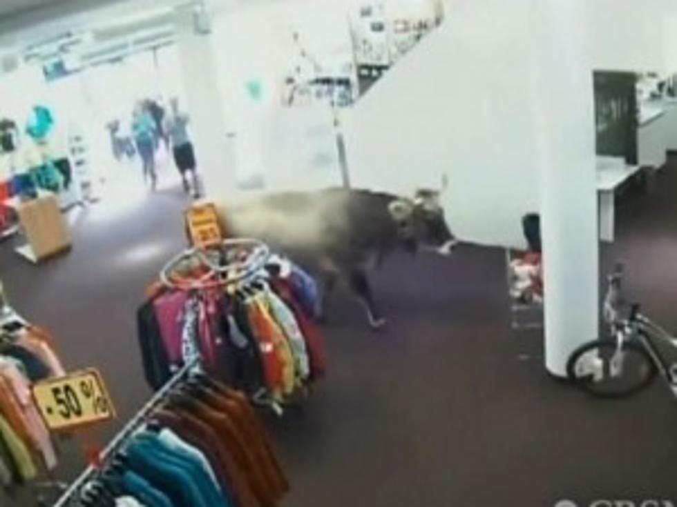 Cow Takes a Stroll Through Sporting Goods Store [VIDEO]