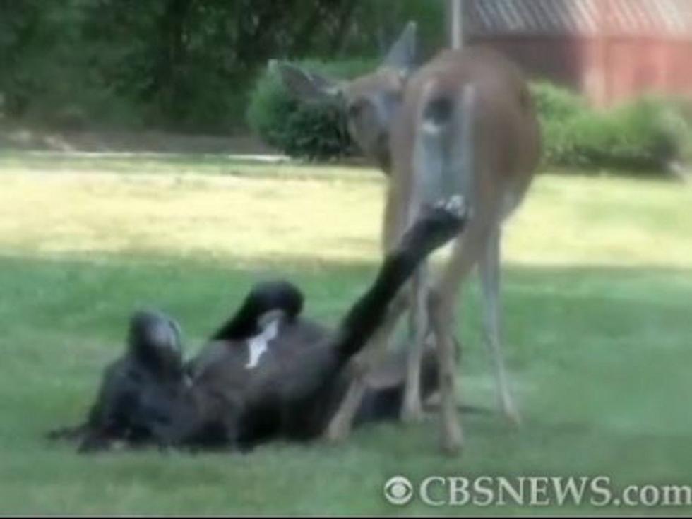Great Dane And Deer Forge Close Friendship [VIDEO]