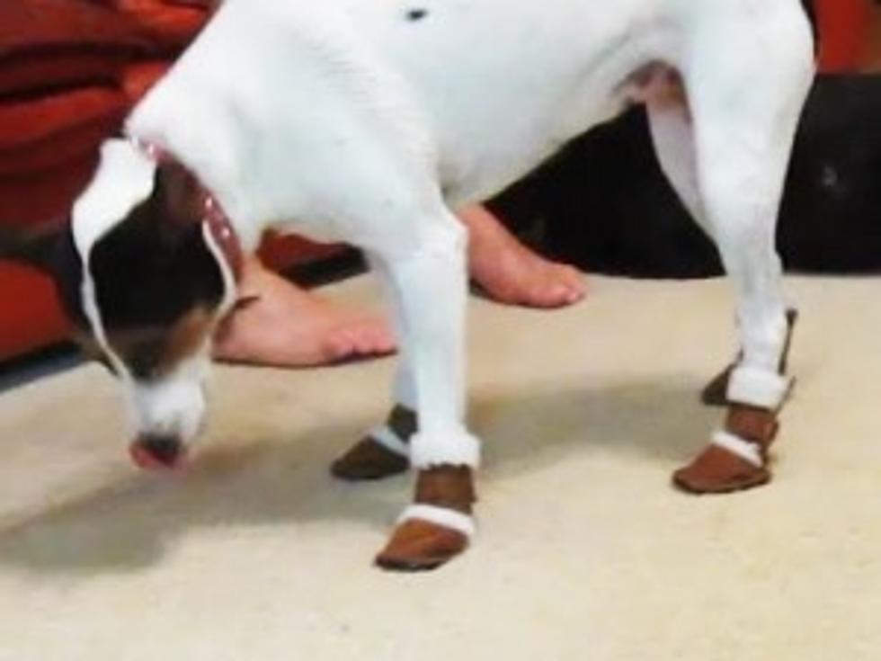 There Are UGG Boots for Dogs (But These Dogs Don't Seem to Like Them)  [VIDEO]