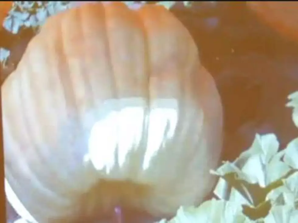 Watch Time-Lapse Footage of the Largest Pumpkin in Connecticut