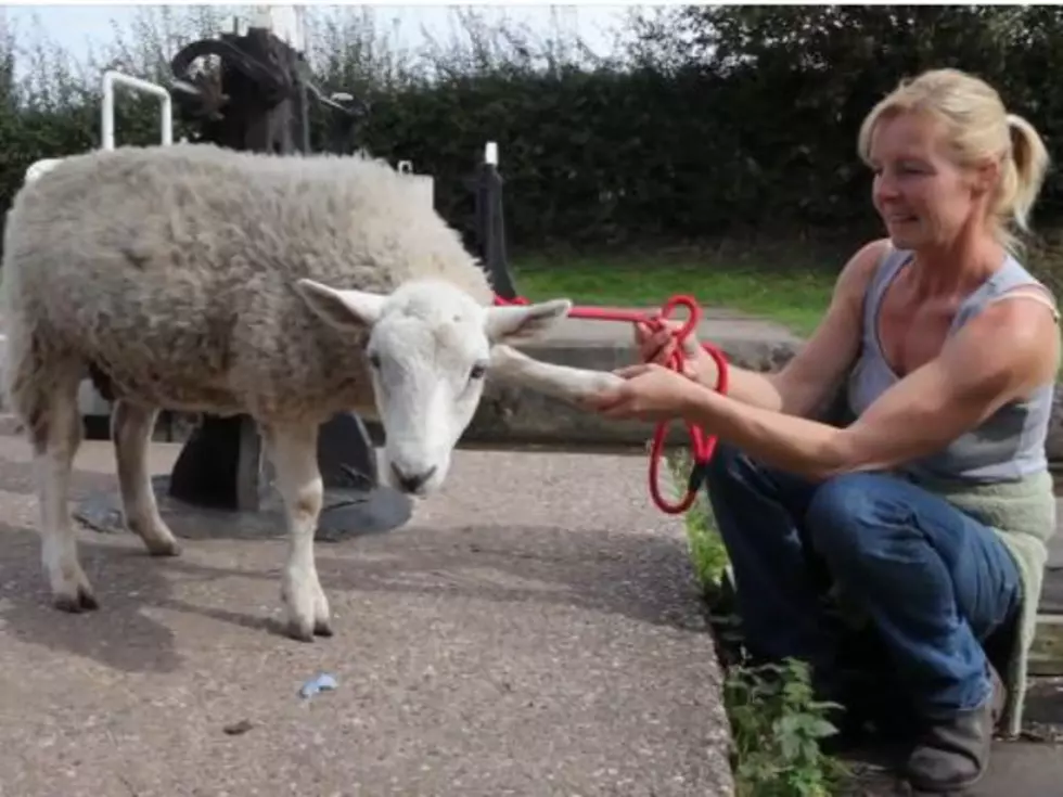 Strange (But Cute) Sheep Thinks He’s a Dog [VIDEO]