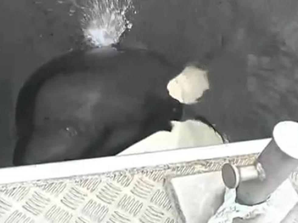 Luna the Orca Whale Makes Friends by Motorboating [VIDEO]
