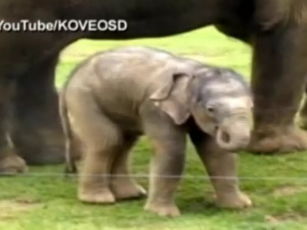 Cute Alert! Baby Elephant Takes Hesitant First Steps [VIDEO]