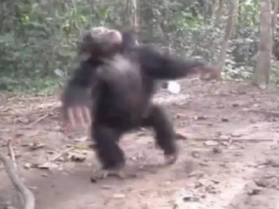 Aww! Dizzy Chimp Falls After Spinning in Circles [VIDEO]