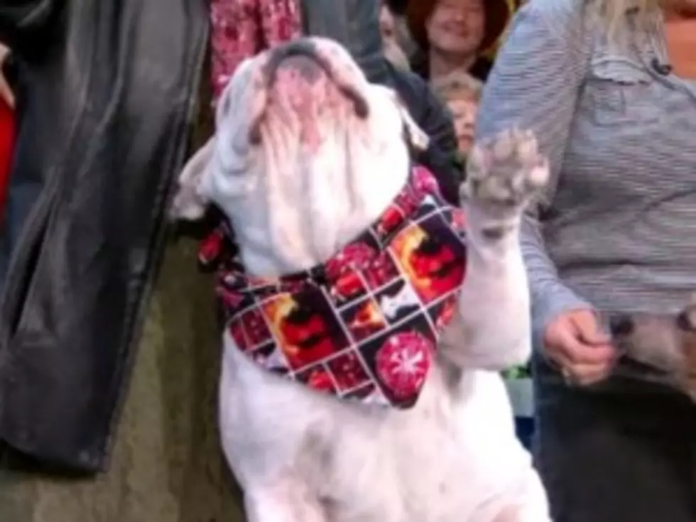 Talented Bulldog Crowned Winner of the &#8216;My Dog&#8217;s Better Than Your Dog&#8217; Contest [VIDEO]