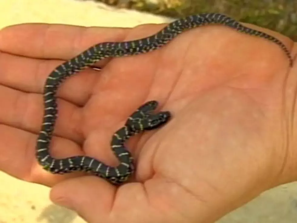 Double Your Terror &#8211; Two-Headed Snake Found in Backyard [VIDEO]