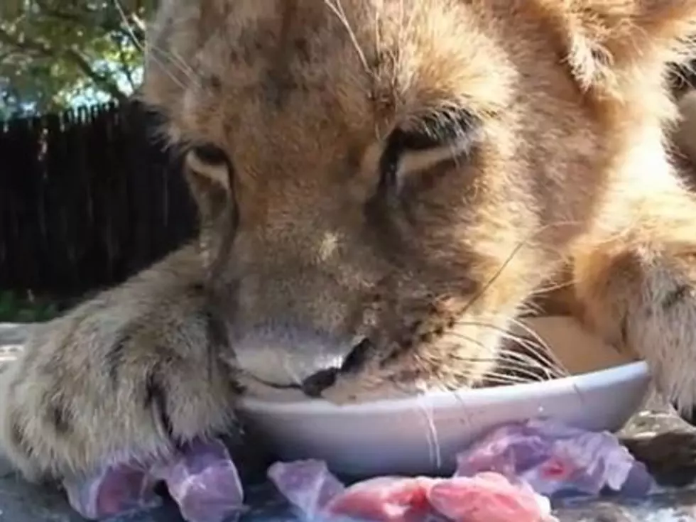 Vegetarian Lion Cub? Adorable Baby Lion Slurps Milk, Ignores Meat [VIDEO]