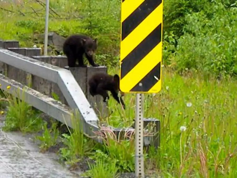 Bear Cub Nimbly Pops Off Road Rail and Hurries to Mom [VIDEO]
