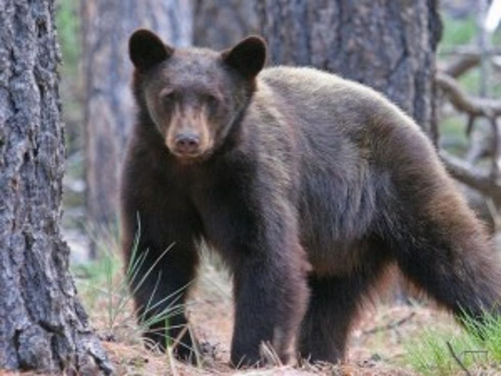 Man Fights Off Black Bear Attack&#8230; In His Own Living Room!