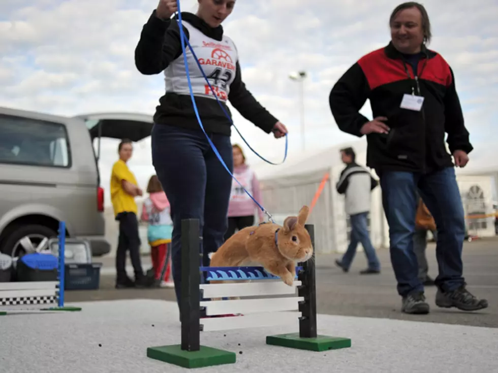 Switzerland Holds First-Ever European Rabbit Hopping Championship