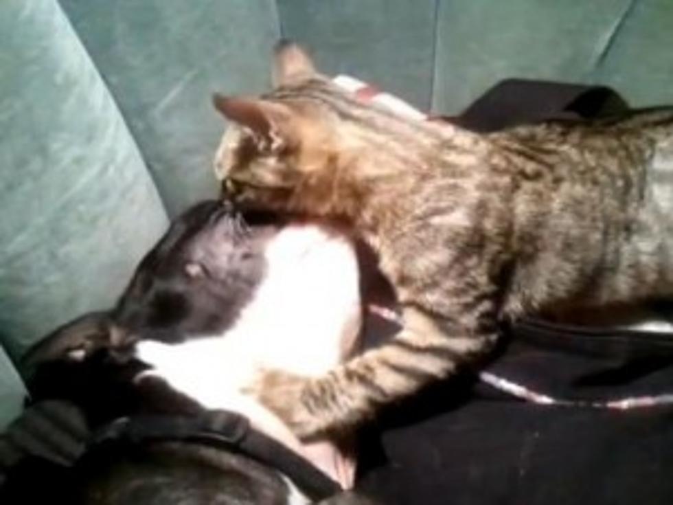Cat and Boston Terrier Fight, Kiss and Make Up [VIDEO]