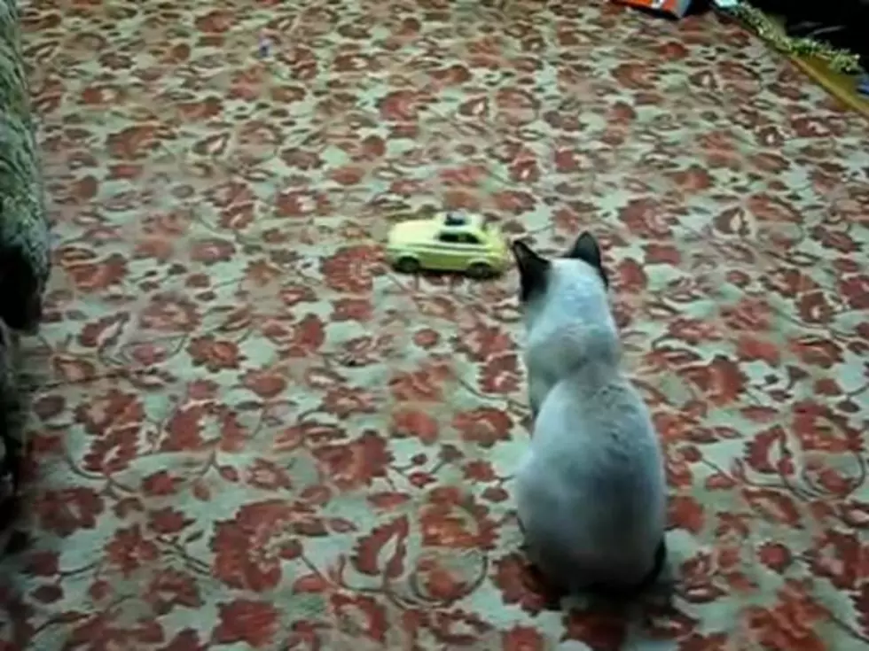 Cat Never Saw This Sneak Attack Coming [VIDEO]