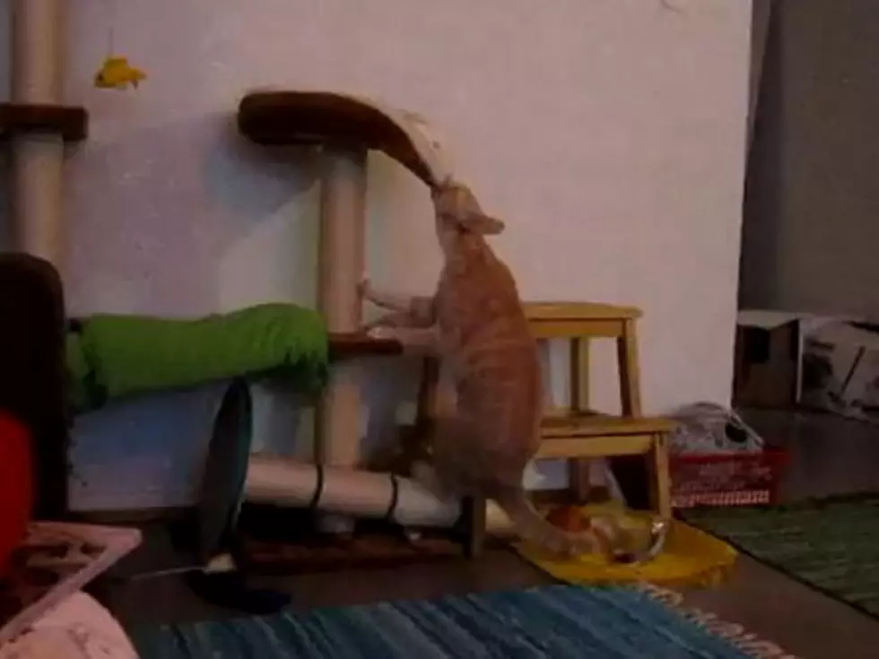Cat Doesn&#8217;t Understand the Concept of a Scratch Pole [VIDEO]