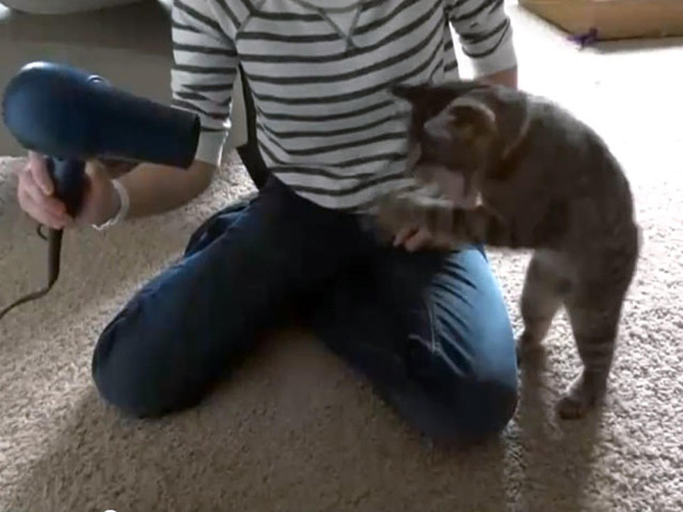 Blind Cat Dukes It Out with Hair Dryer, Fights the Air Instead [VIDEO]