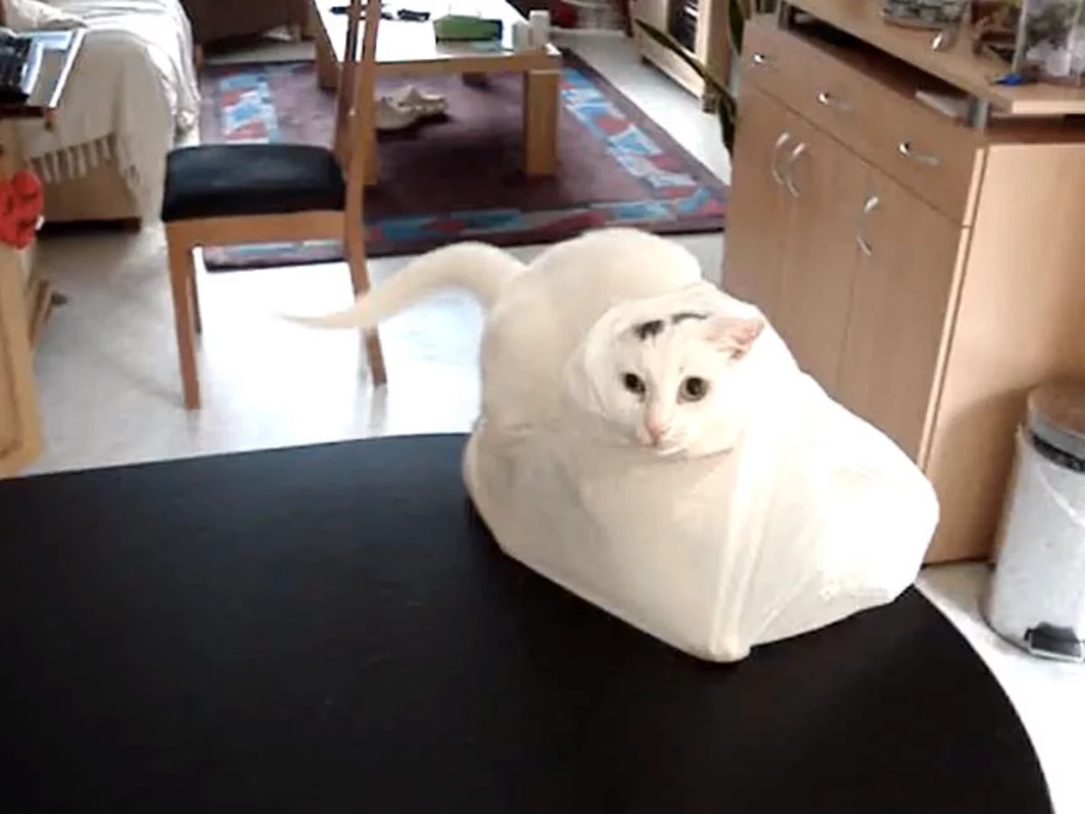 Cats Completely Freaks Out at Plastic Bag