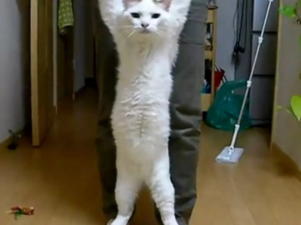 Owner Attempts to Teach Cat How to Walk Upright [VIDEO]