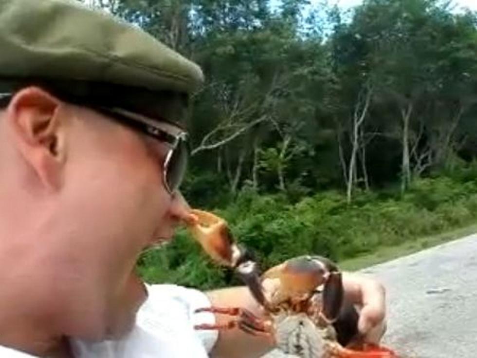 Agitated Crab Gets His Revenge on Careless Man [VIDEO]