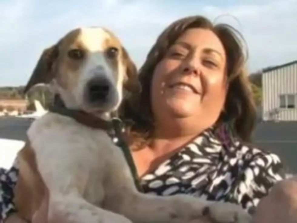 Dog Survives Gas Chamber at Shelter, Needs to Be Adopted [VIDEO]