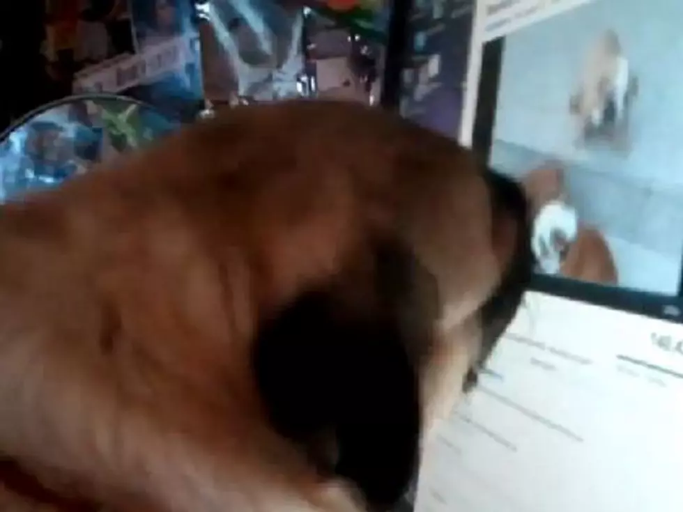 Pug Attacks YouTube Video Featuring Other Dogs