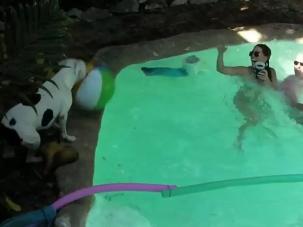 Jealous Dog Ends Pool Volleyball Game