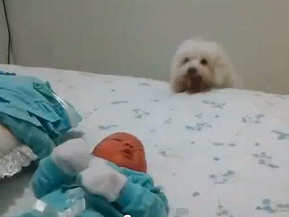 Persistent Pooch Can’t Wait to Meet Baby [VIDEO]
