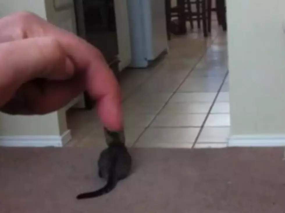 Cat Harassed by Mysterious Magic Finger [VIDEO]