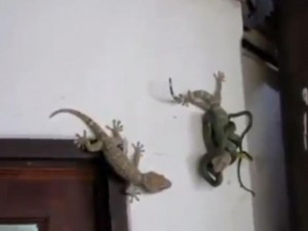 Gecko Fights Snake to Protect Friend [VIDEO]