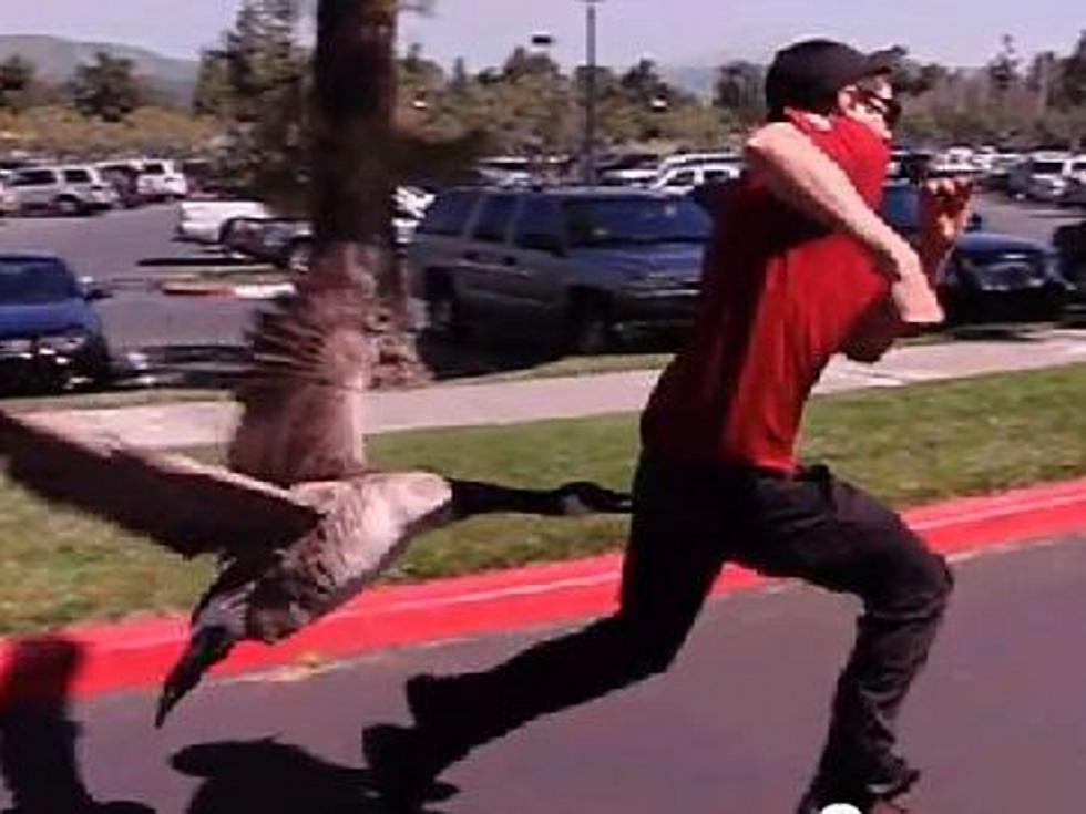Slow Motion Goose Attack [VIDEO]