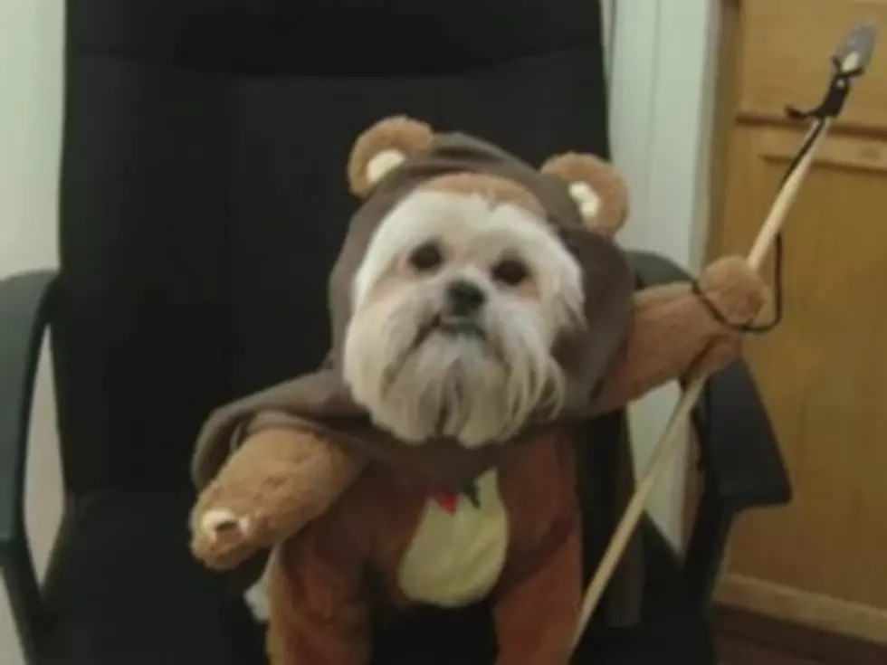 Jimmy Kimmel Urges You to Think Before You Dress Up Your Pet For Halloween [VIDEO]